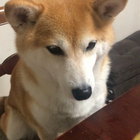 さくらは果物も好きの画像