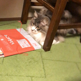 自宅で釣りの画像