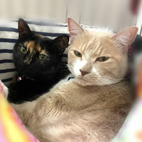 今年もありがとうございましたの画像