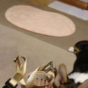 マズルトレーニングの画像