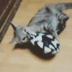 ｢まやの目｣特製　猫枕　動画集続々提供。の画像