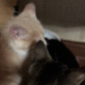 朝から猛烈な食欲の画像