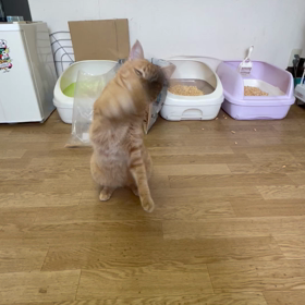 あっち向いてホイゲーム‼️の画像