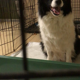 ボーダーコリー  出産予定の画像