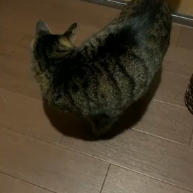 犬もやるけど猫もやるの画像