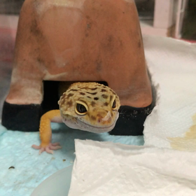 ご飯タイム モドキーズの画像