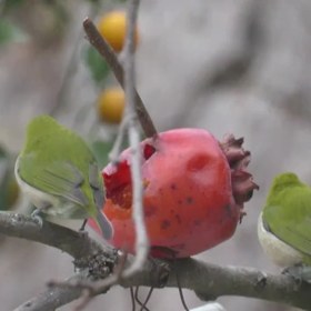 すぎぴたんの事件簿シーズン3　195話（渋柿レストランは、メジロおし！）の画像