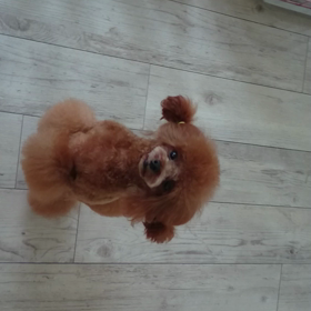 トイプードルちゃん*エアリーハートカット❤の画像