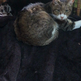 男の中の男ちからの画像