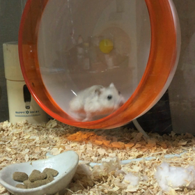 ハムちゃまカラカラの画像