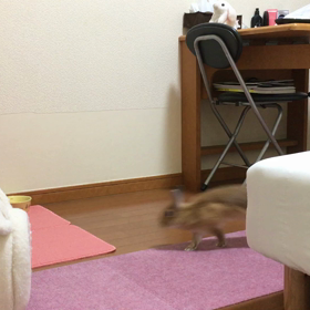 ごめんね。の画像