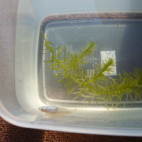 見た目はイカ。の画像