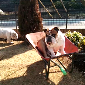 ねこ   の お話('';)の画像