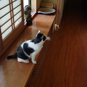 はちこ＆Ｕｔの画像