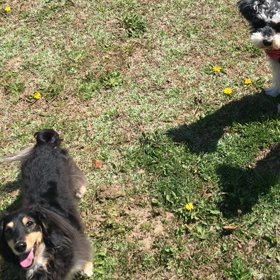 小型犬幼稚園の画像