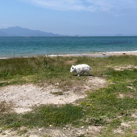 糸島食堂とshunaのジェラートの画像