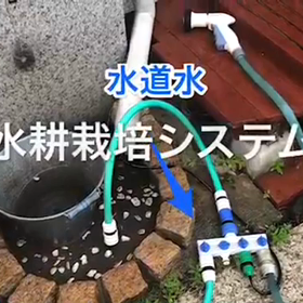 スイカの空中栽培の画像