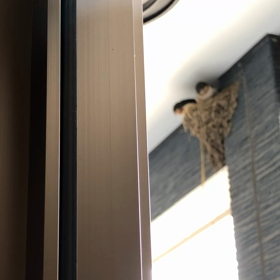 巣立ち…の画像