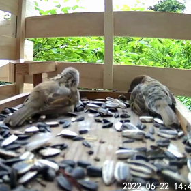 すぎぴたんの事件簿シーズン2　309話（おやすみ子すずめ）の画像