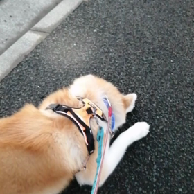 最近フードの量が変わらないのにウンチ量が極端に少ない。糞詰り？と思ったほど。運動量は変わっていなの画像