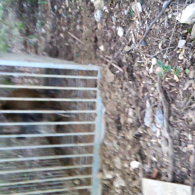 イノシシの親子罠にかかるの画像