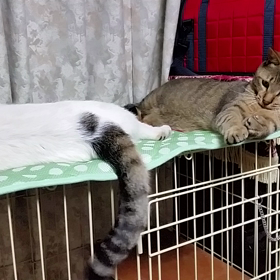 携帯から更新してみるの画像