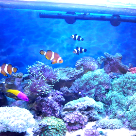 うちの海の動画の画像