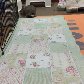 跳ねうさぎの画像