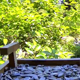 すぎぴたんの事件簿　シーズン２　２７２話（ヤマガラ子育て生活！）の画像