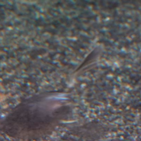 カイツブリの水中の様子の画像