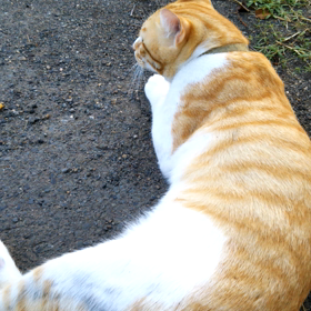 近所の飼い猫の画像