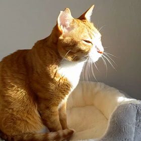 朝日を浴びるにゃ。の画像