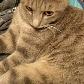 風呂上がりの更新の画像