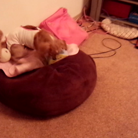 おもちゃの画像