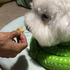 初めての栗の画像