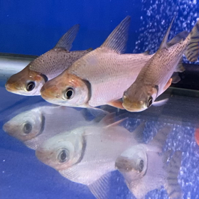 ★カラプロ！★の画像