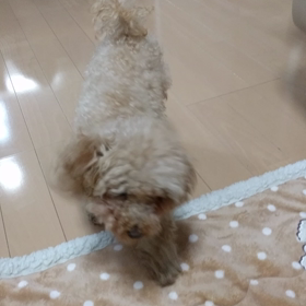 バックステップの画像