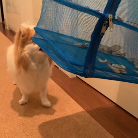 リンゴが欲しいのの画像