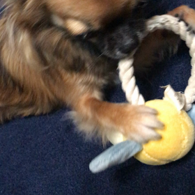 名前を呼ぶだけでお腹を見せるルイ^^;の画像