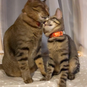 擬似親子？の画像