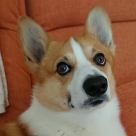 笑いすぎてお腹がいたい～の画像