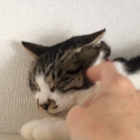 雪ちゃんも元気ですよの画像