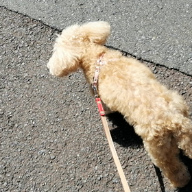 母わんこ、歩くの画像