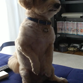 元気ですの画像