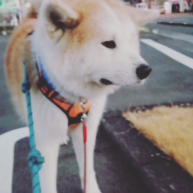 趣味ゴロ寝、特技どこでもゴロ寝‼️どうやら下痢は治った未来丸であった。散歩へ行くのか、道路での画像