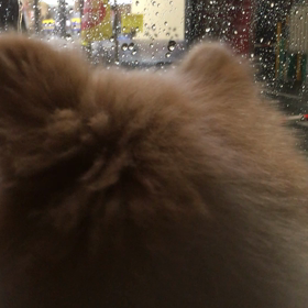 ワンコとお散歩の途中の大雨！の画像