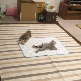 待ってました(*⁰▿⁰*)の画像