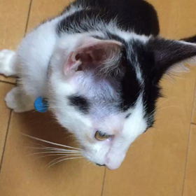 里親様募集中のこうや君の画像