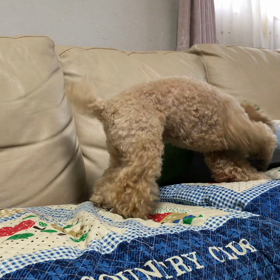 今日の花梨ちゃん。の画像