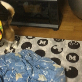 転げていったでごじゃるの画像